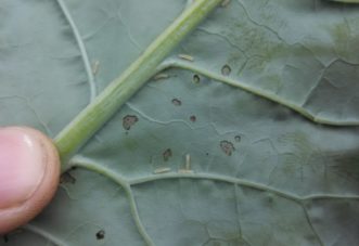 These cross-striped cabbageworm larvae just recently hatched and have not yet developed their easily recognizable stripes.