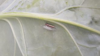 This adult diamondback moth has just emerged from its cocoon and has not yet dispersed. Justin Ballew, ©2021, Clemson Extension