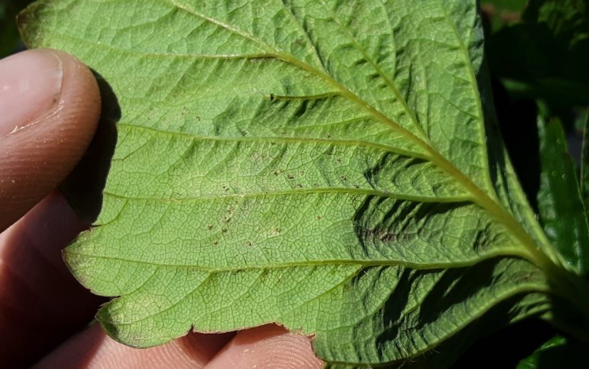 Two-spotted spider mites on the underside of a strawberry leaf. Justin Ballew, ©2021, Clemson Extension
