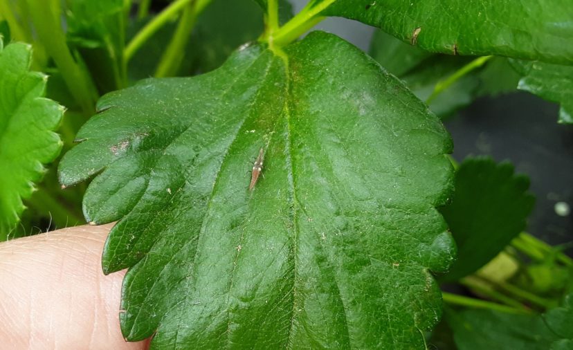 Using broad spectrum insecticides kills beneficials, like this lacewing, which can lead to explosive mite population growth. Justin Ballew, ©2021, Clemson Extension