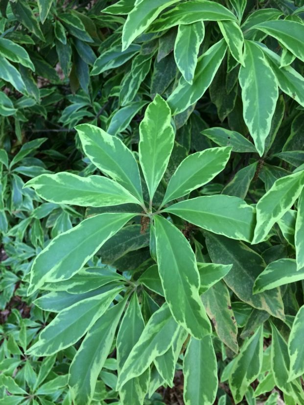Florida anise-tree ‘Thayer' (Shady Lady®) has pink flowers and grayish-white-margined leaves. Bob Polomski, ©2021, Clemson Extension