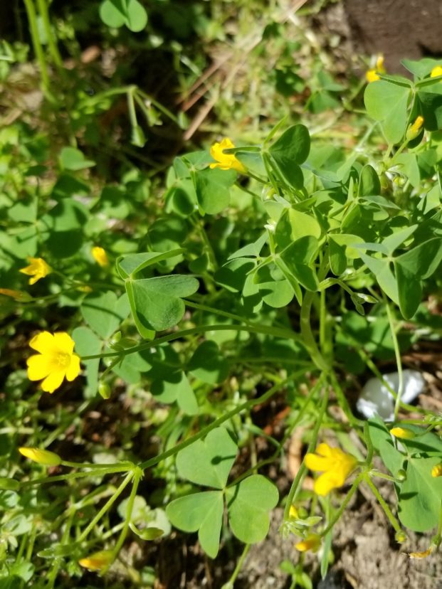 Yellow woodsorrel plant Jackie Jordan, ©2021, Clemson Extension