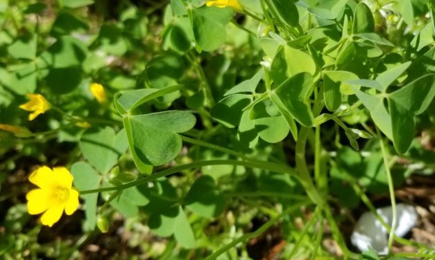 Weed of the Month – Yellow Woodsorrel