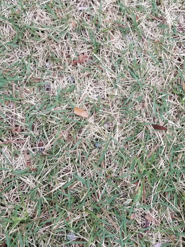 when-should-you-fertilize-your-lawn-home-garden-information-center