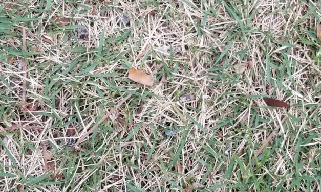 When should you fertilize your lawn?