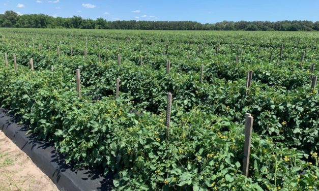 SC Fruit and Vegetable Field Report- May 17, 2021