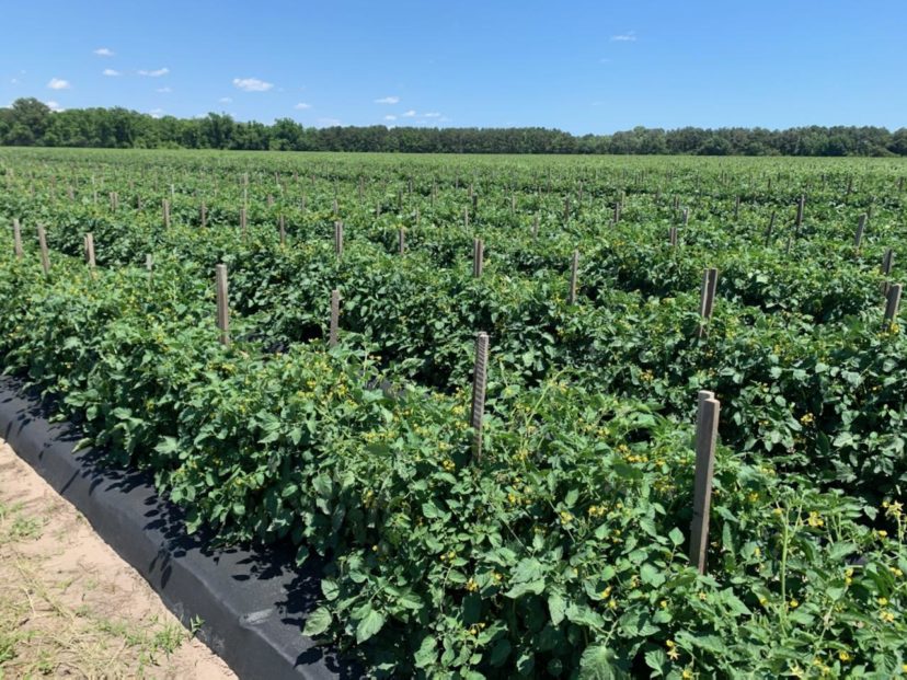 A beautiful field of tomatoes on one of the Sea Islands. Zack Snipes, ©2021, Clemson Extension