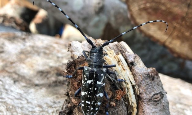 One Year In: An Update On The Asian Longhorned Beetle Situation In South Carolina