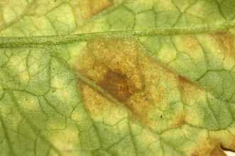 Leaf mold (Passalora fulva) on lower leaf surface.