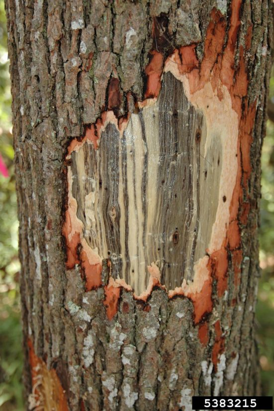 A picture containing tree, outdoor, plant, wood Description automatically generated