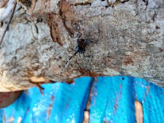 Adult ALB crawling its way out of an infested red maple tree. David Coyle, ©2021, Clemson Extension