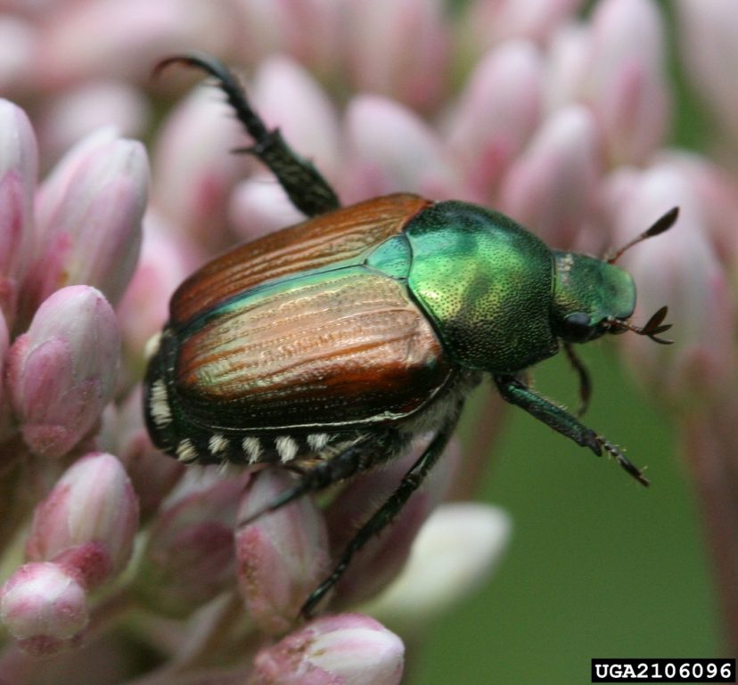 Adult Japanese beetle. Photo by David Cappaert, Bugwood.org.