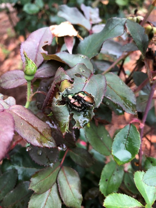 Adult Japanese beetles mating on a knock-out rose. David Coyle, ©2021, Clemson University