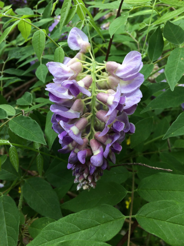 Amethyst Falls wisteria produces 4 to 6 in. long clusters of lavender-blue flowers in April and May. Bob Polomski, 2019©, Clemson Extension