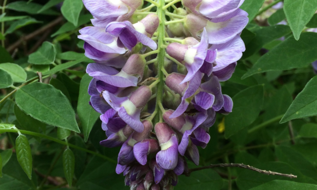 American Wisteria