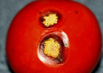 Anthracnose (Colletotrichum species) on tomato fruit. Joey Williamson, ©2013 HGIC, Clemson Extension