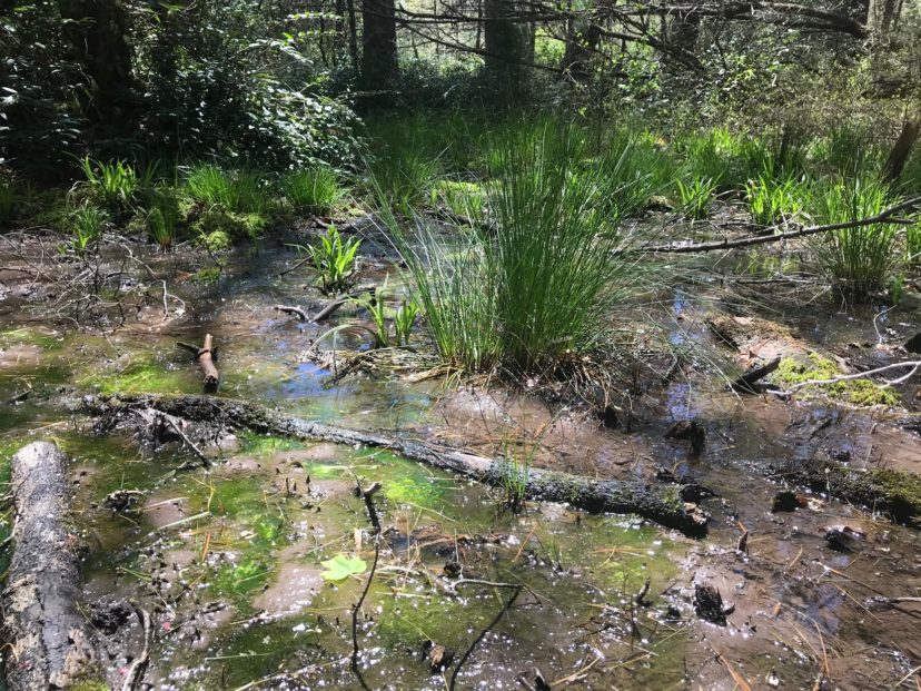 Areas that retain water for most of the year can be high in plant and animal diversity. Karen Jackson, ©2021, Clemson Extension
