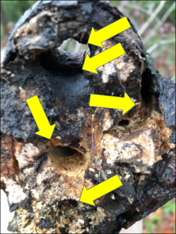 Arrows point to ALB larval feeding galleries, which weaken tree stems and branches, often resulting in breakage. Adult ALB. David Coyle, ©2021, Clemson Extension