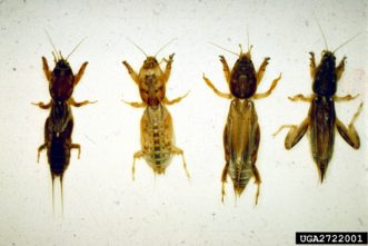 As a comparison, above are the northern, short-winged, tawny, and Southern mole crickets.