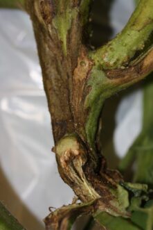 As the bacterial infection progresses, more of the main stem turns brown and dies. This cuts the water supply off to the plant parts above, which wilt. Joey Williamson, © 2018 HGIC, Clemson Extension