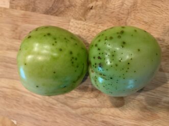 Bacterial Spot (Xanthomonas perforans) symptoms can be seen on both foliage and tomato fruit under ideal conditions. Zack Snipes, ©2020, Clemson Extension