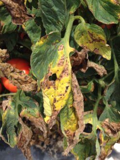 Bacterial Spot (Xanthomonas perforans) symptoms on tomato leaves. Zachary Boone Snipes, ©2015 Clemson Extension