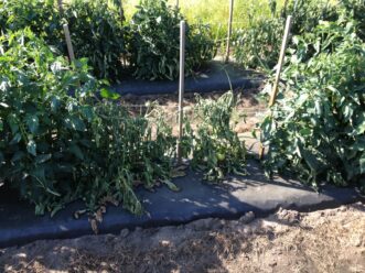 Bacterial wilt (Ralstonia solanacearum) causing a rapid wilting of tomato plants. Zachary Boone Snipes, ©2015 Clemson Extension