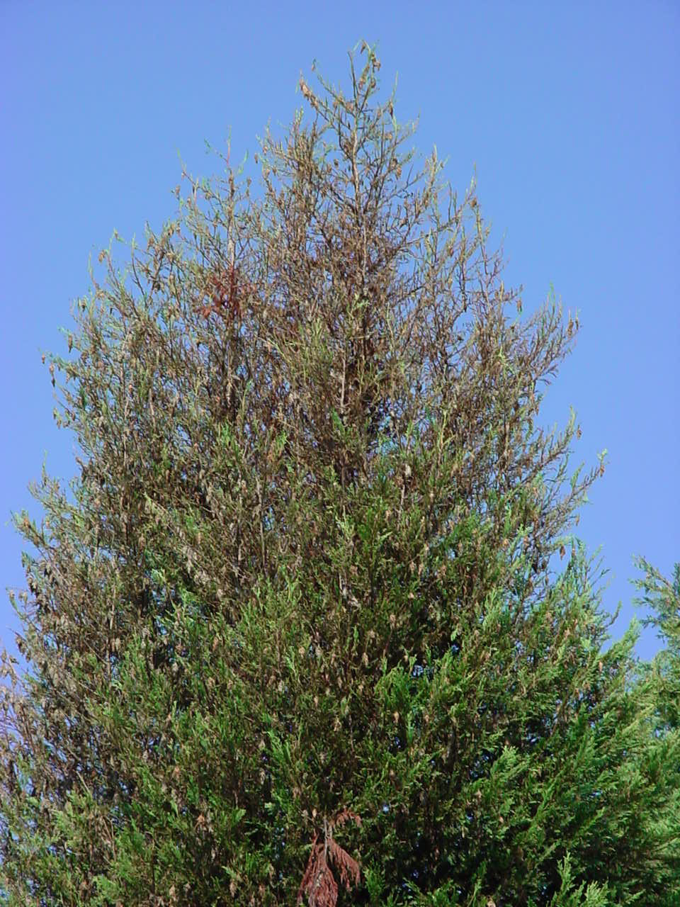 Bagworm damage after one to two seasons. Paul Thompson, ©2021, Clemson Extension