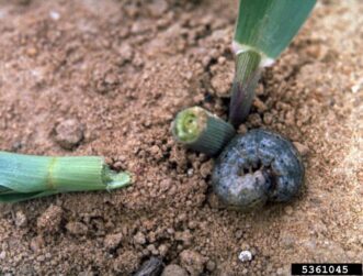 Black cutworm (Agrotis ipsilon) and damage to young corn stalk. Frank Peairs, Colorado State University, www.insectimages.org