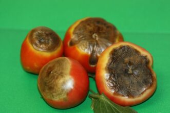 Blossom end rot symptoms on tomato fruit. Joey Williamson, ©2009 HGIC, Clemson Extension