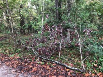 Broken branch resulting from ALB larval feeding. David Coyle, ©2021, Clemson Extension