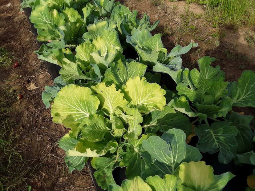 Cabbage with some cold damage from the cold a little over a week ago. Justin Ballew, ©2021, Clemson Extension
