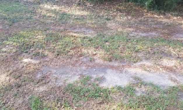 Why You Should Aerate Your Lawn