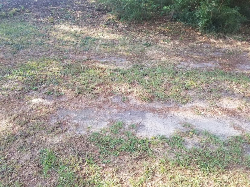 Centipede grass suffering from compaction. Jackie Jordan, ©2021, Clemson Extension