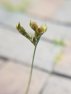 Closeup of slender rush inflorescence stalk. Jackie Jordan, ©2021, Clemson Extension