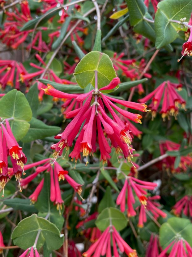 Coral honeysuckle (Lonicera sempervirens) is a long-blooming, drought-tolerant native vine that sustains hummingbirds and other pollinators. Bob Polomski, ©2021, Clemson University