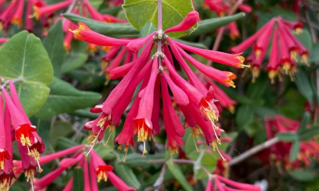 Conserve Water in Your Landscape with Proper Plant Selection and Placement