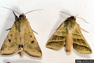 Corn earworm moths (Helicoverpa zea). Clemson University - USDA Cooperative Extension Slide Series, www.insectimages.org