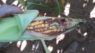 Corn earworms (Helicoverpa zea) feed underneath the husk on the kernels at the tip of the ear. Justin Ballew, ©2020, Clemson Extension