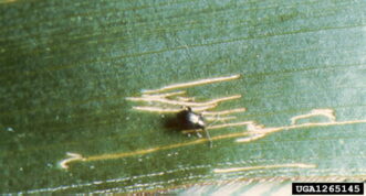 Corn flea beetle adult (Chaetocnema pulicaria). University of Illinois at Urbana-Champaign Archive, University of Illinois at Urbana-Champaign, www.insectimages.org