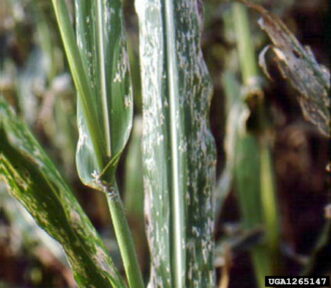 Corn flea beetle (Chaetocnema pulicaria) damage. University of Illinois at Urbana-Champaign Archive, University of Illinois at Urbana-Champaign, www.insectimages.org