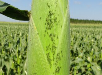 Corn leaf aphids (Rhopalosiphum maidis) infestation on a sweet corn husk. Justin Ballew, ©2020, Clemson Extension