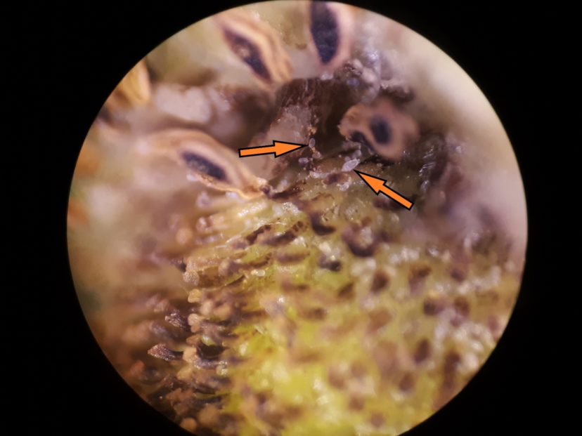 Cyclamen mites on a developing strawberry (45x magnification). The arrow on the right is pointing to a juvenile mite. The arrow on the left is pointing to an egg. Justin Ballew, ©2021, Clemson Extension