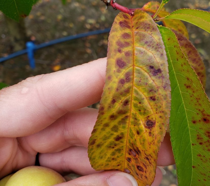 Discoloration from nitrogen deficiency looks similar to copper burn but has smoother edges and more rounded spots on leaves. A nutrient analysis can be taken around July to determine accurate levels. Sarah Scott, ©2021, Clemson Extension