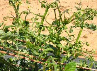 Distortion of tomato stems and foliage due to exposure to spray drift of 2,4-D herbicide. Joey Williamson, ©2014 HGIC, Clemson Extension