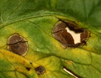 Early blight (Alternaria linariae) on tomato foliage. Joey Williamson, ©2012 HGIC, Clemson Extension