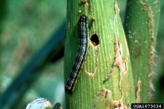 Fall armyworm (Spodoptera frugiperda) and damage to corn ear. University of Georgia Archive, University of Georgia, www.insectimages.org