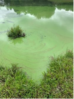 Figure 1: Excess amounts of nutrients can lead to algal issues in ponds that can then result in levels of low dissolved oxygen. Photo credit: SC Pond Owner