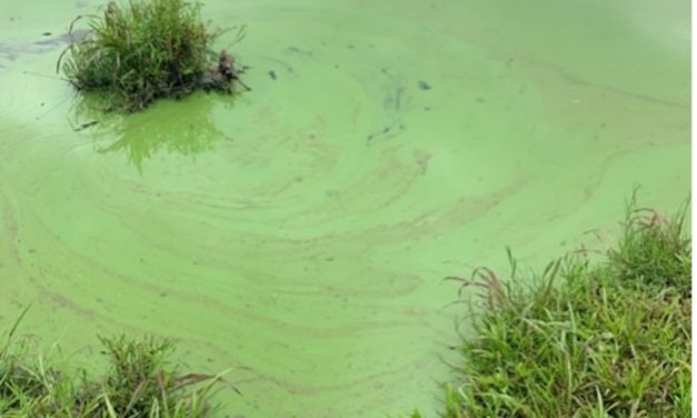 Improving Fish Populations in Recreational Ponds