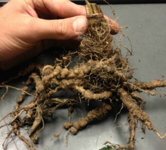 Galled tomato roots caused by root-knot nematodes (Meloidogyne species). Zachary Boone Snipes, ©2015 Clemson Extension